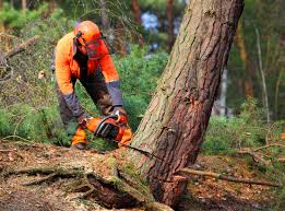 Professional Tree Services in Largo, MD