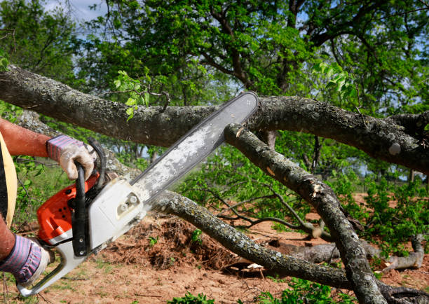 Best Tree Trimming and Pruning  in Largo, MD